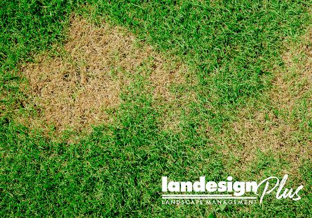 How to Fertilize Your Lawn in the St. Louis Area: A Seasonal Guide