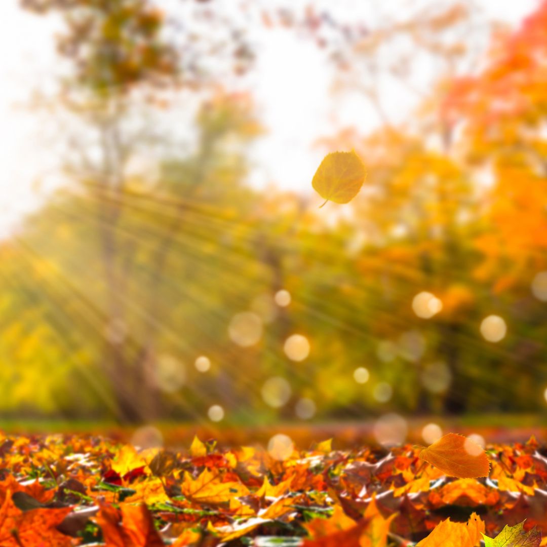 How to Maintain Your Lawn in St. Louis During Fall