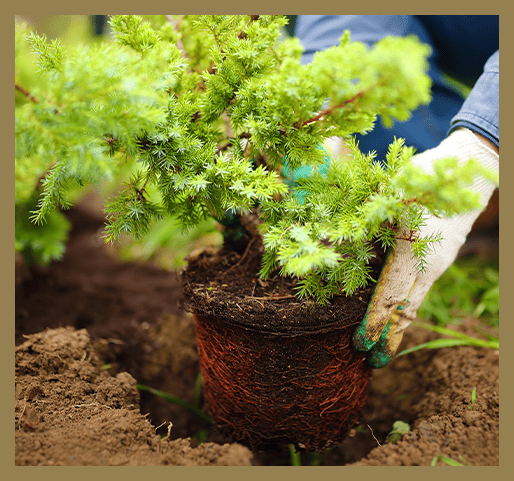 Tree Care & Removal 1