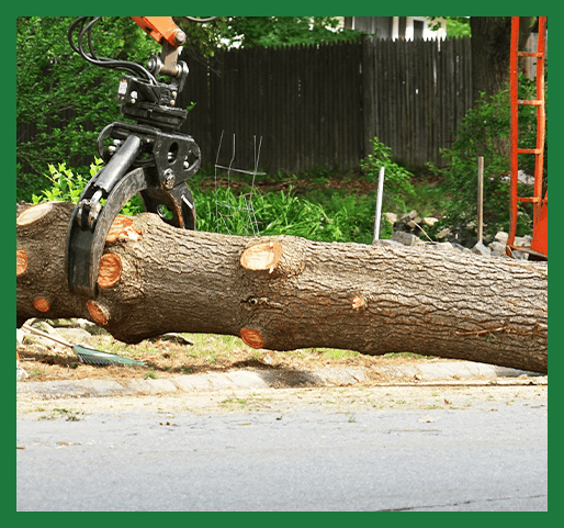 Tree Care & Removal